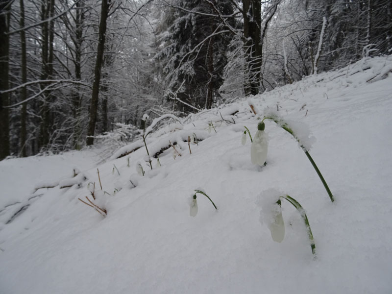 breve passeggiata tra la neve fresca di oggi.....